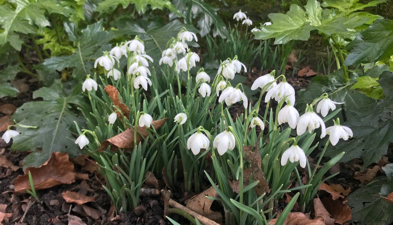 A patch of galanthus snowdrops