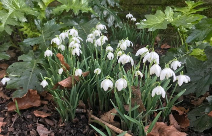 A patch of galanthus snowdrops