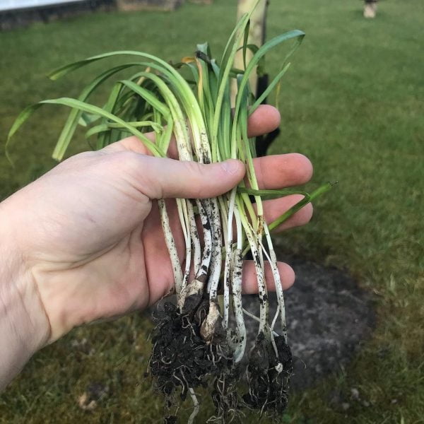 When to divide, lift and split spring bulbs? - Garden Ninja: Lee ...
