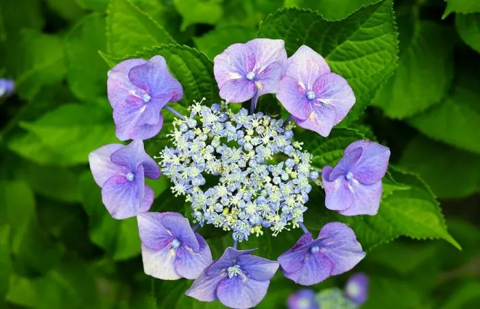 A lacecap hydrangea