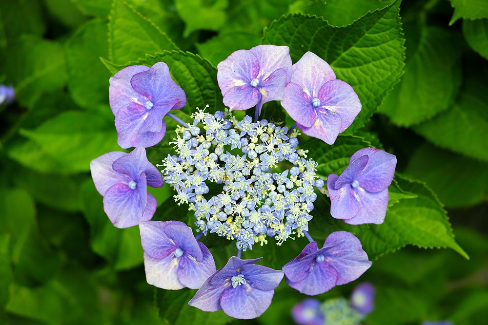 A lacecap hydrangea