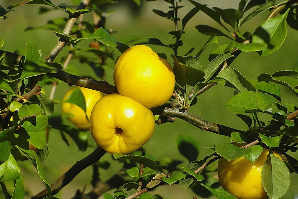 Yellow Quince Fruits