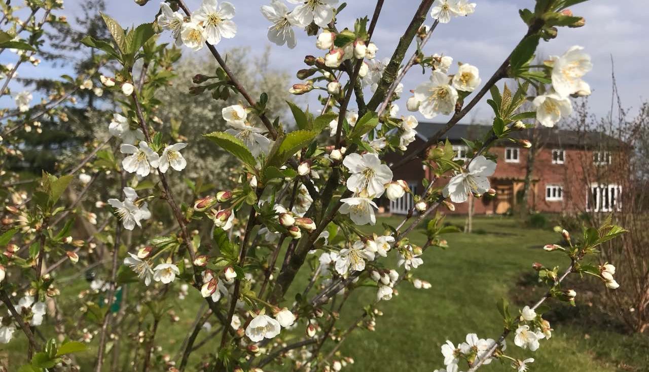 Blossom on a Cherry tree