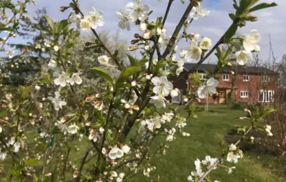 Blossom on a Cherry tree