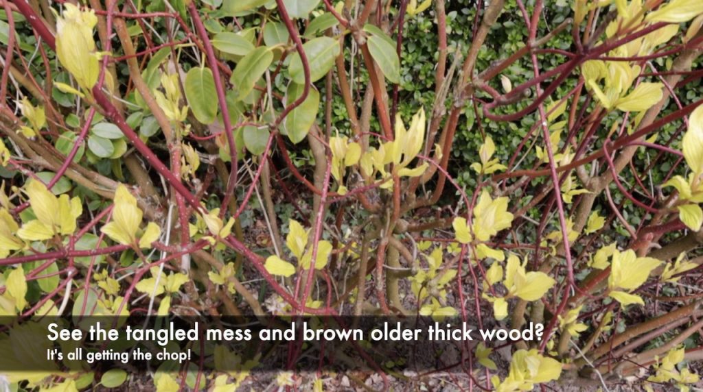 Old woody Cornus shrub