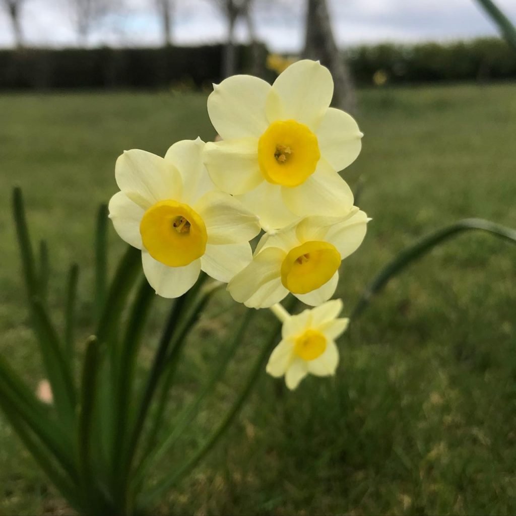 A set of multiple daffodils