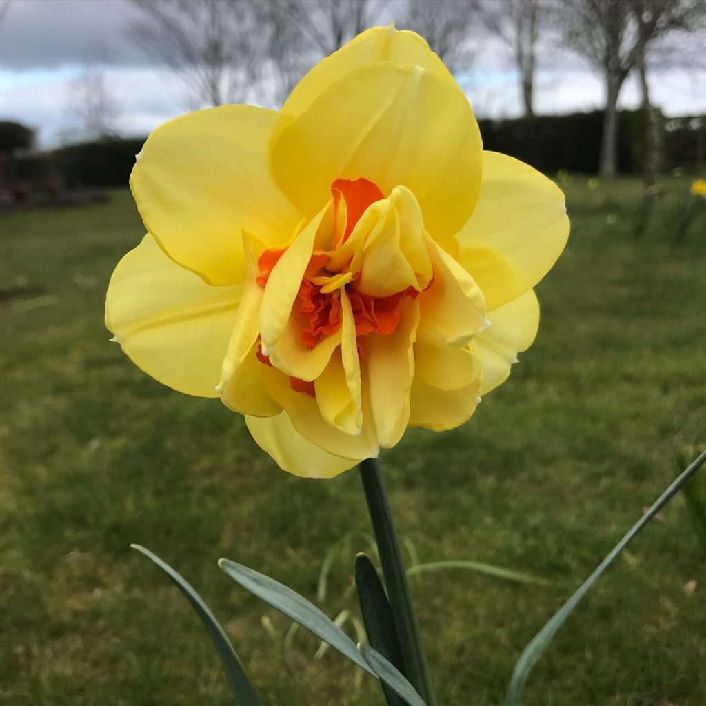 A yellow double flowering daffodil