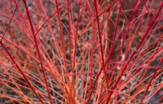 A red Winter Dogwood