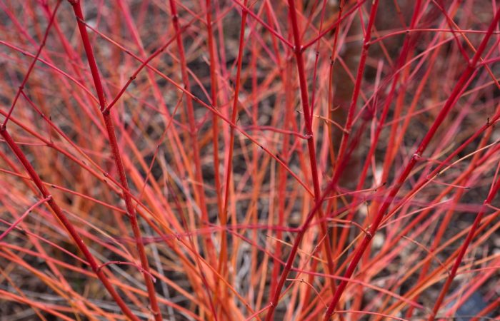 A red Winter Dogwood