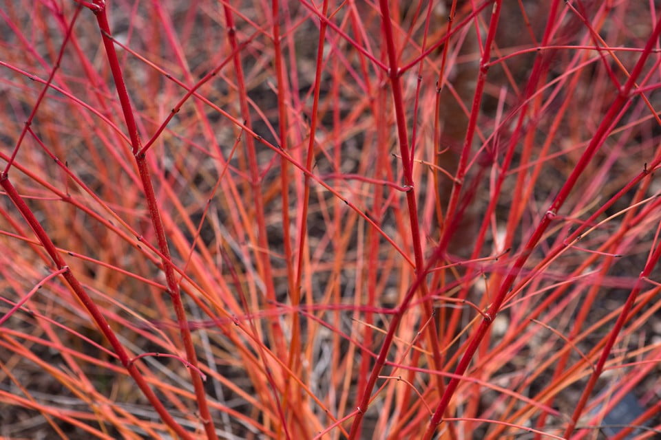 A red Winter Dogwood