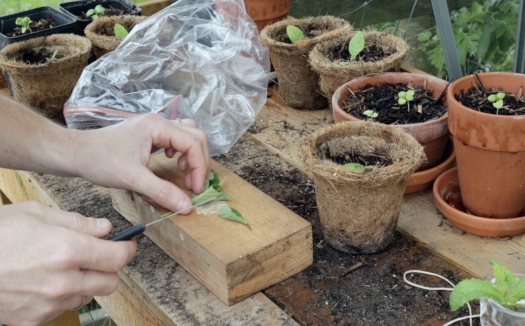 Preparing a softwood cutting on a potting bench