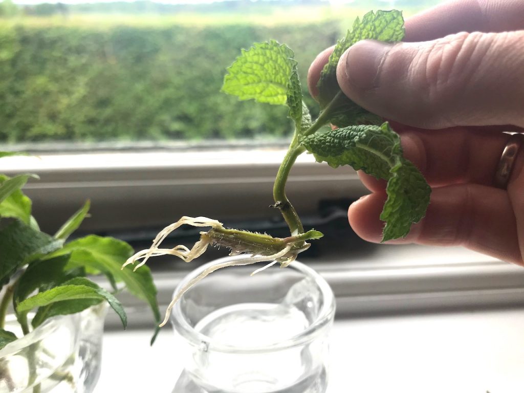 Taking cuttings and rooting in water