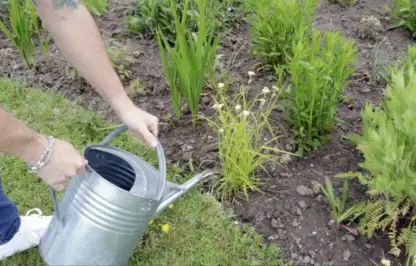 Garden Ninja spot watering plants