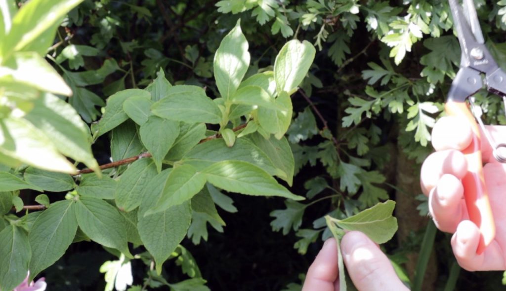 A softwood cutting