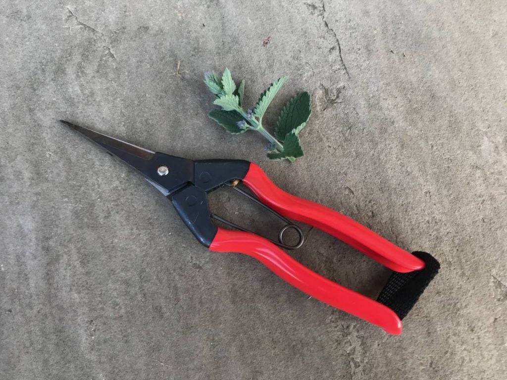 Secateurs for softwood cuttings