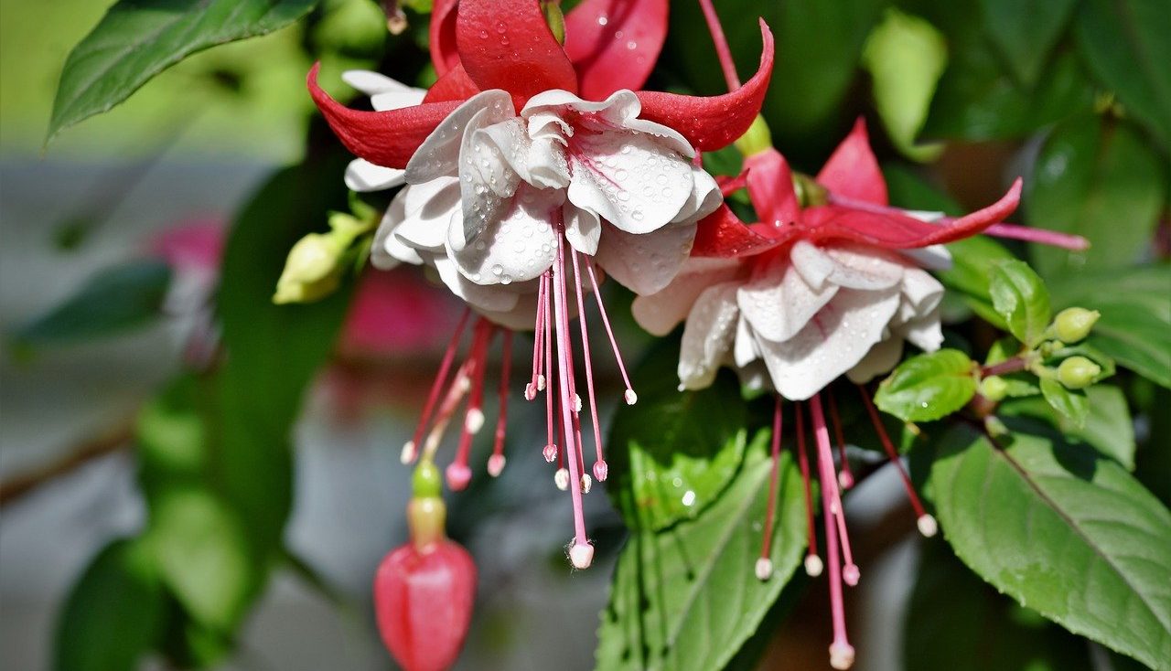 Fuchsia for softwood cuttings