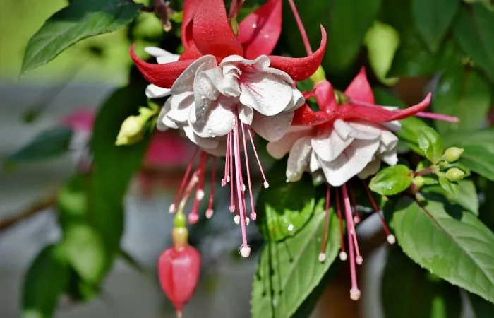 Fuchsia for softwood cuttings