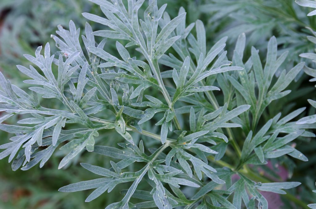 Wormwood herbaceous perennial plant