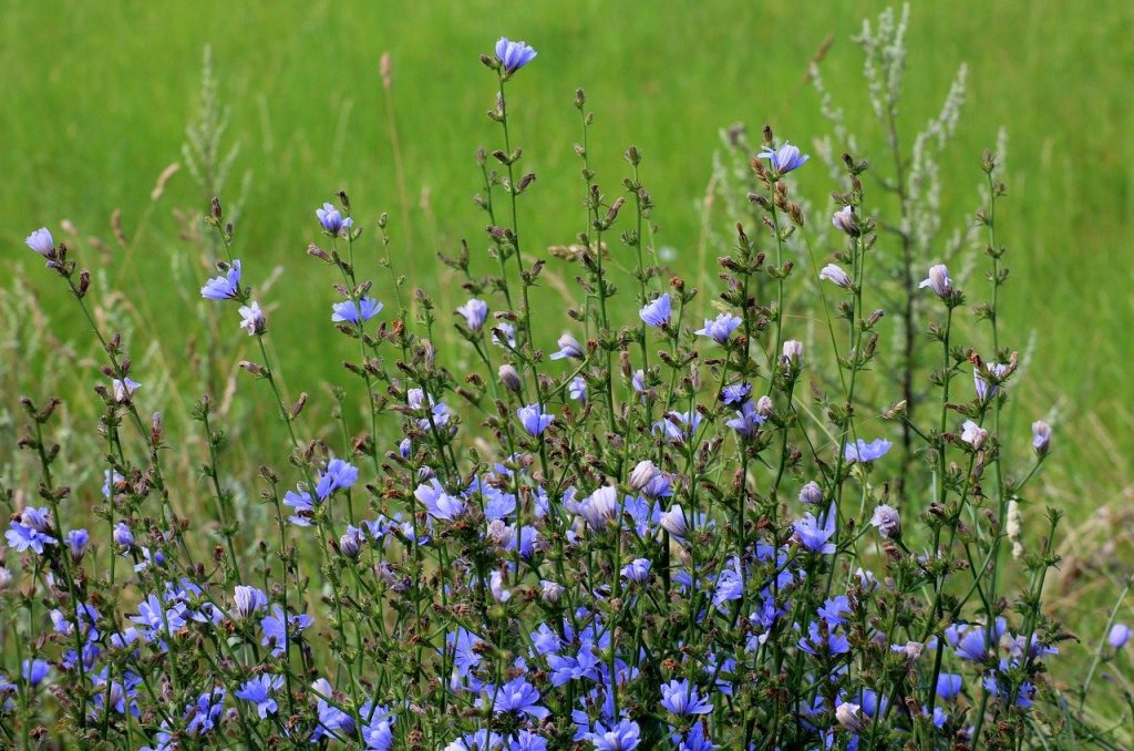 Chicory wildflower meadow plant