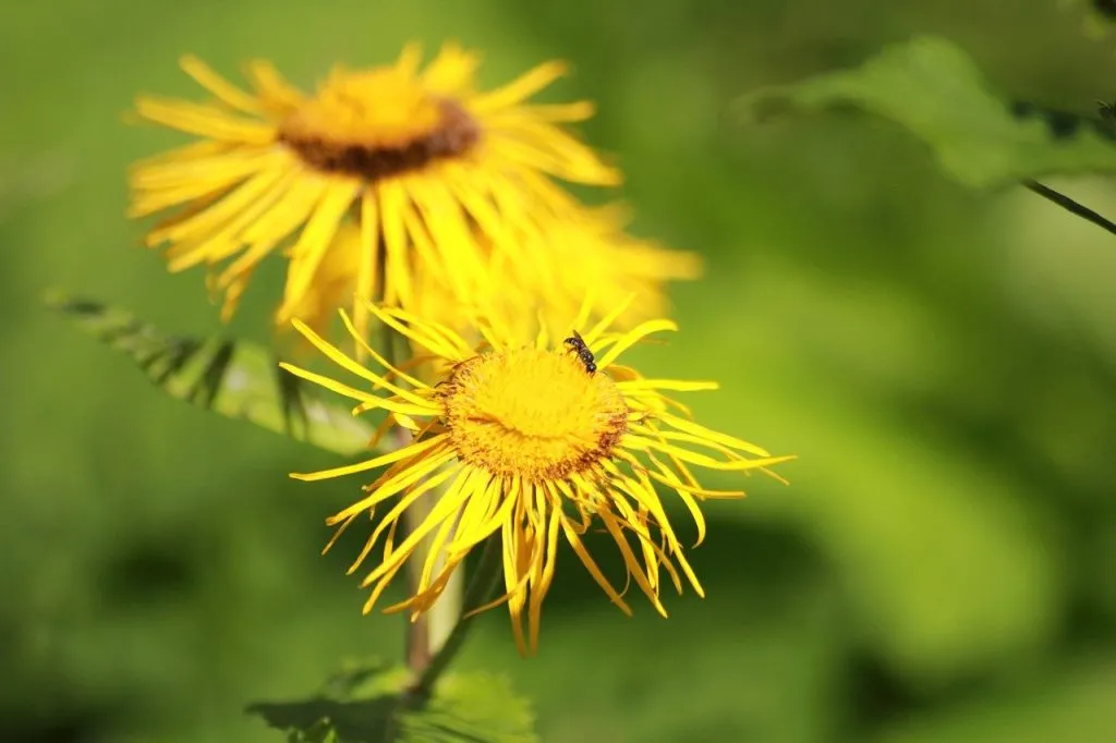 Wildflower meadow elecampane