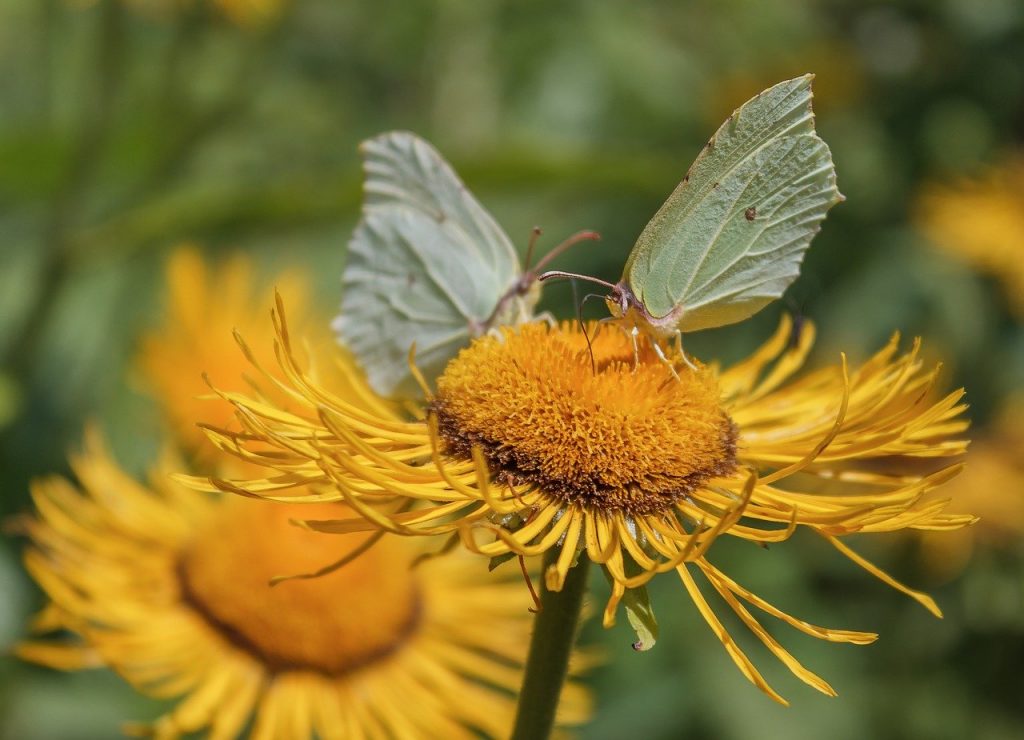 Elecampane Inula helenium wild flower