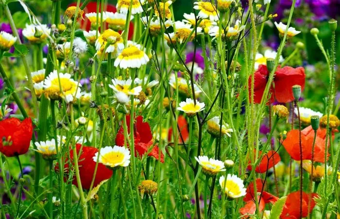 Wildflower meadow