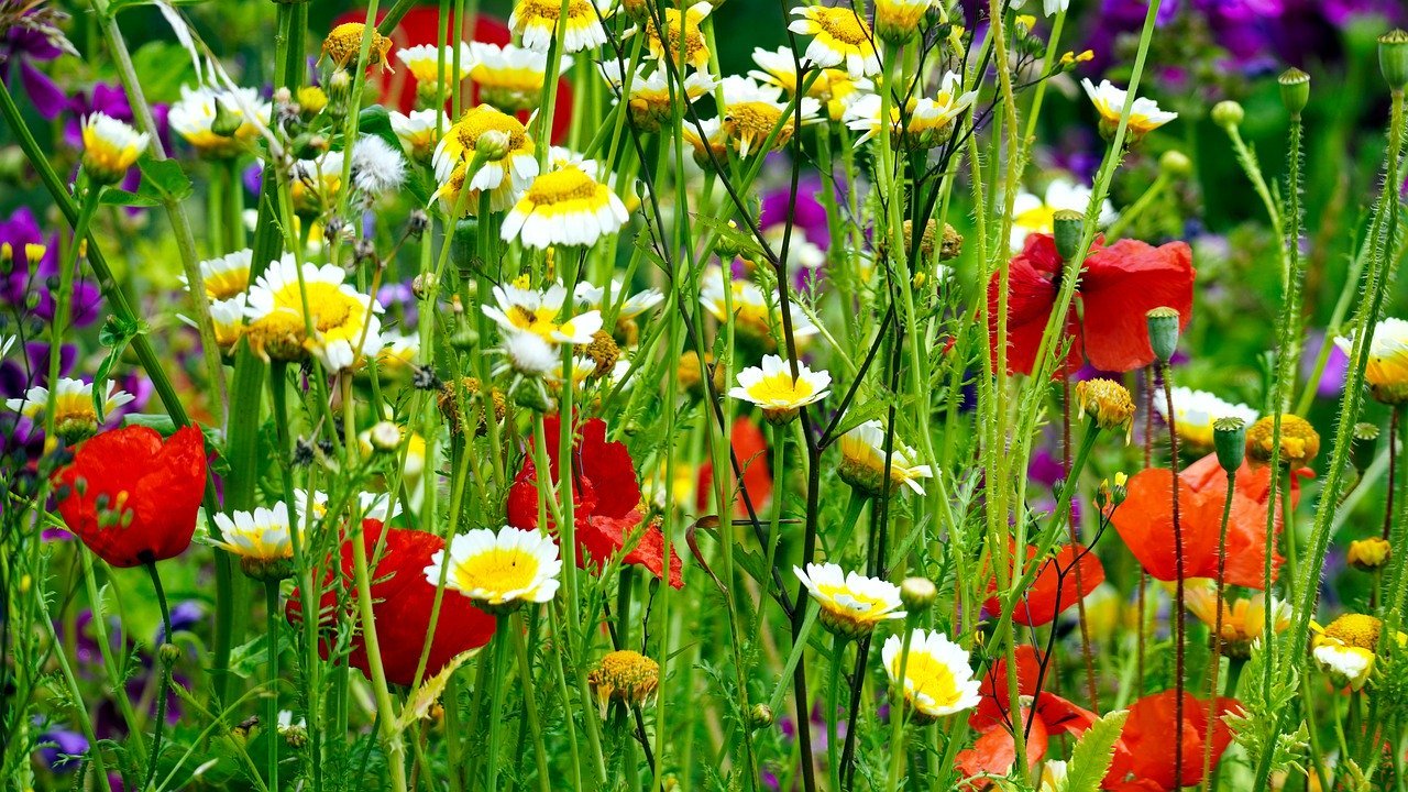 meadows of flowers