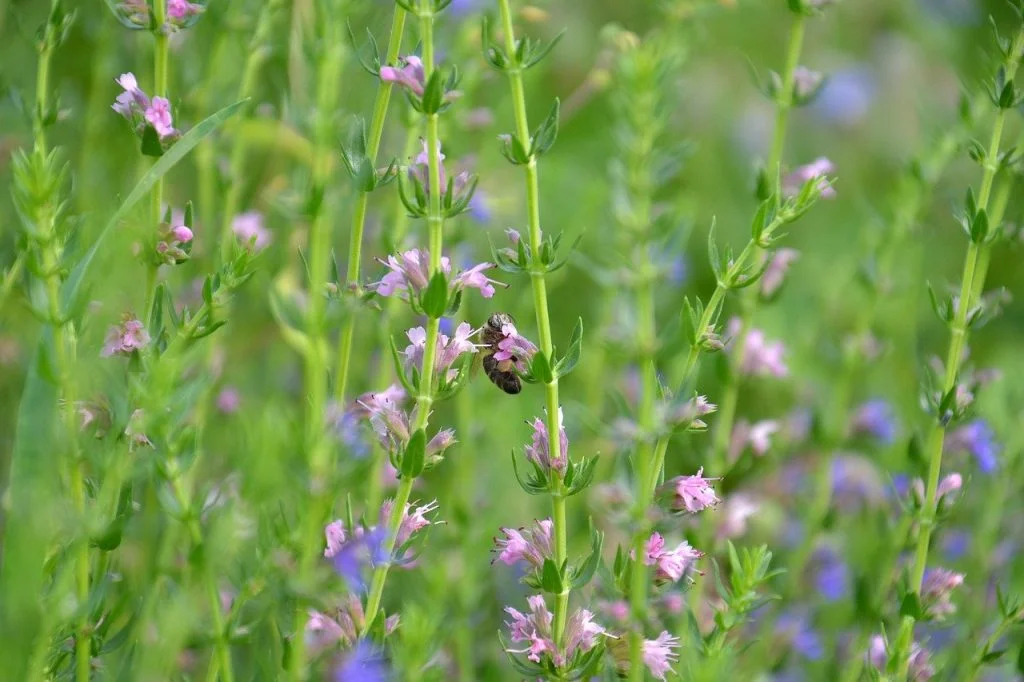 How & when to cut a wildflower meadow - Garden Ninja: Lee Burkhill Garden  Design
