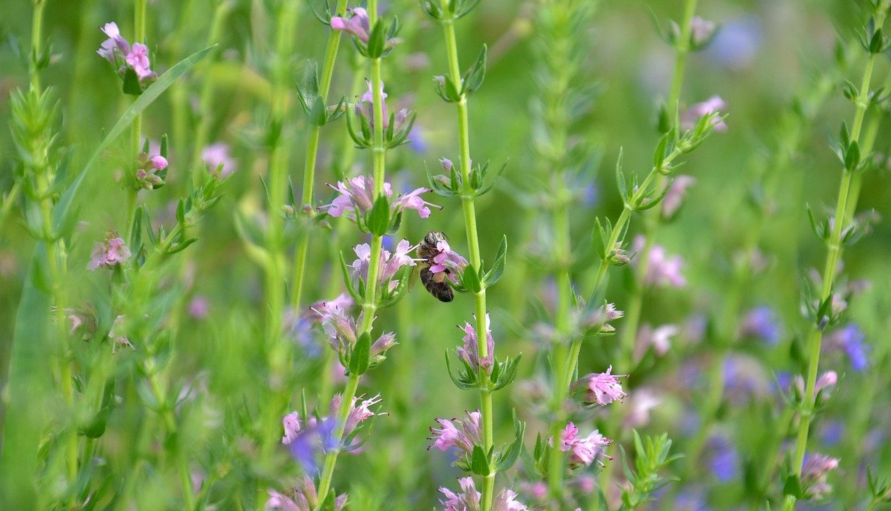 Blue hyssop wildflower meadow plant