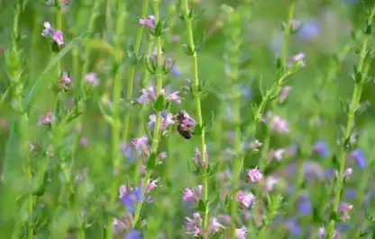 Blue hyssop wildflower meadow plant