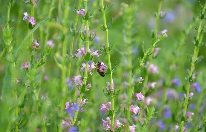 Blue hyssop wildflower meadow plant