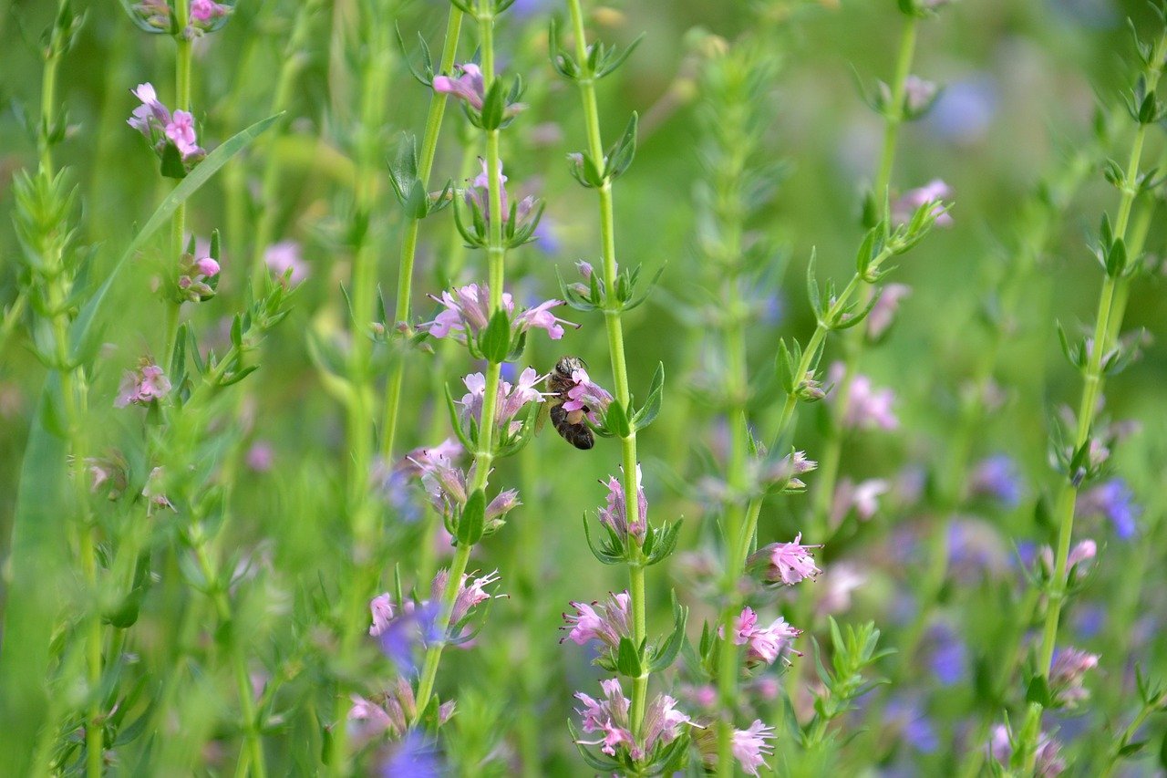 Blue hyssop flowers suited to a shallow rooted new no dig border