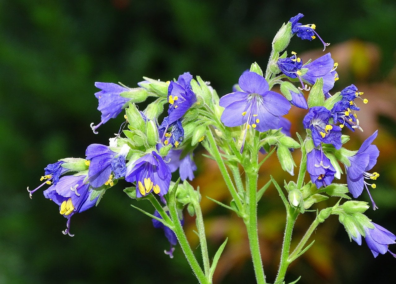 Jacob's ladder polemonium blue flowers in a wildflower meadow
