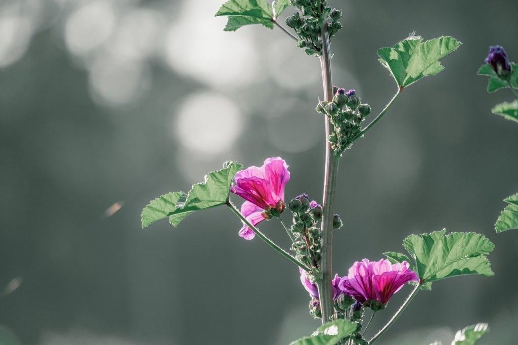 Mallow wildflower meadowplant