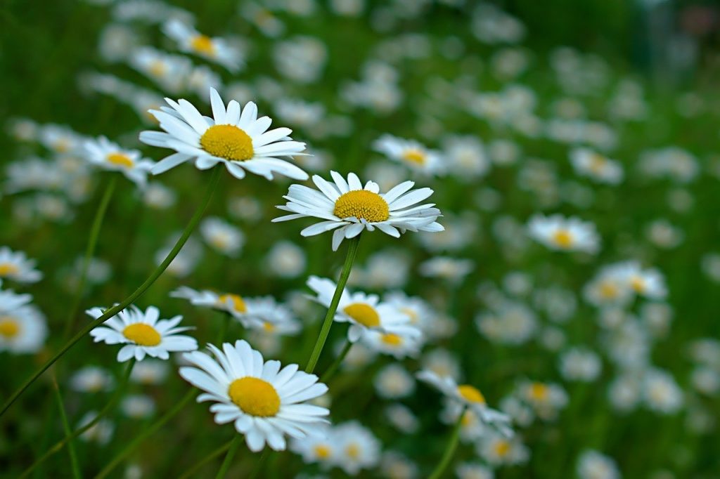 Oxeye daisy for a wildflower meadow