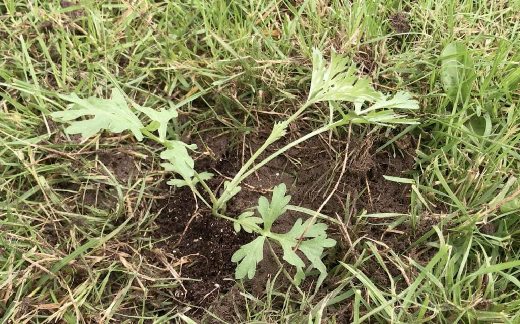 A perennial wildflower meadow being planted