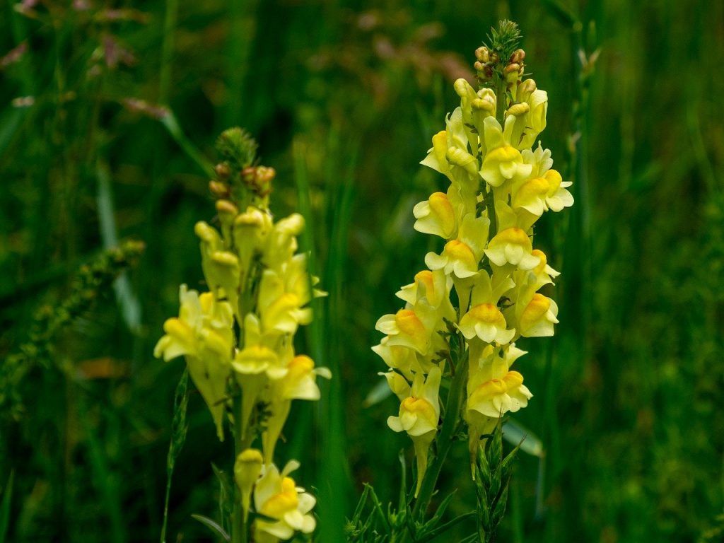 Toadflax parasitic wildflower meadow plant