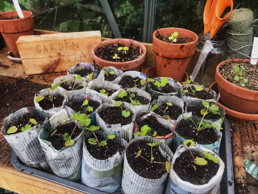 Garden Ninja growing wildflower seedlings