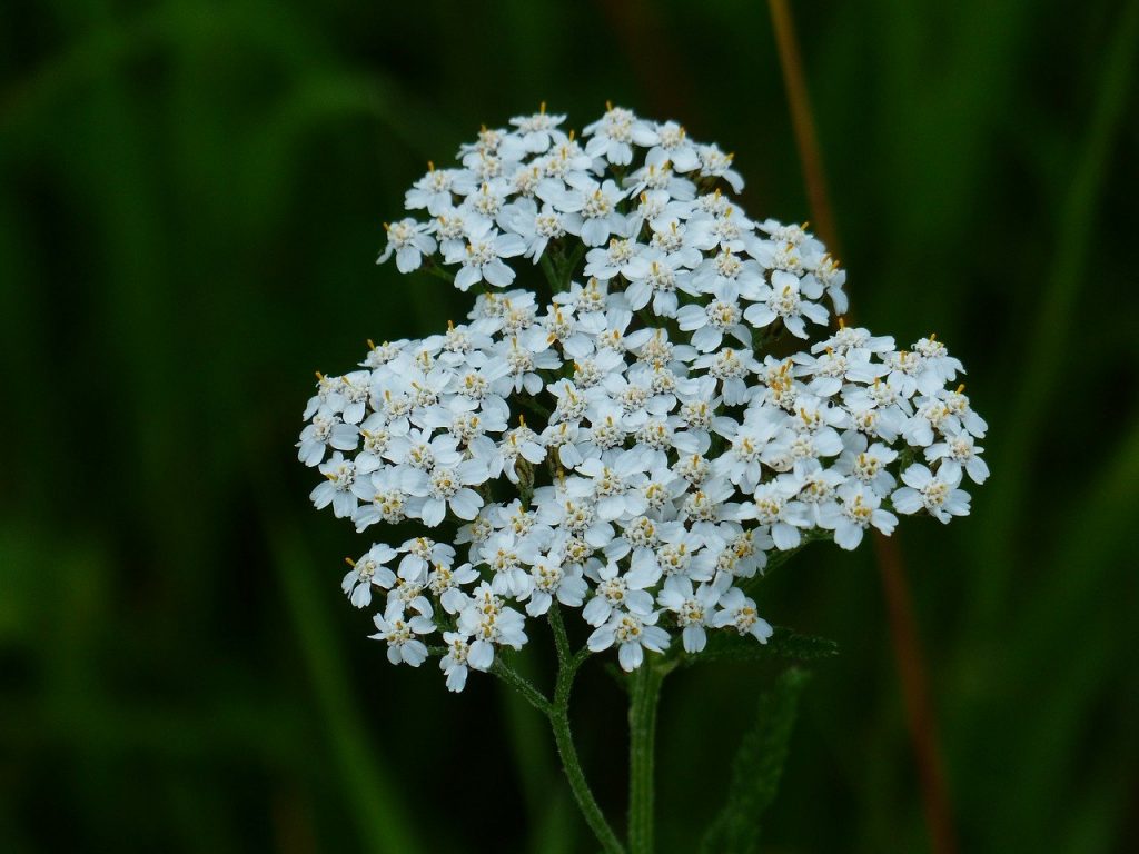 Yarrow Achillea wildflower meadow