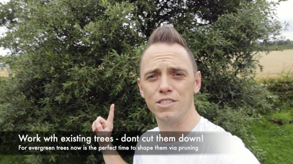 An overgrown evergreen oak tree before pruning