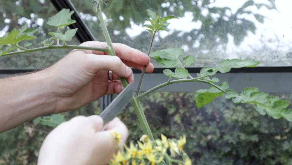 Garden Ninja pruning tomatoes