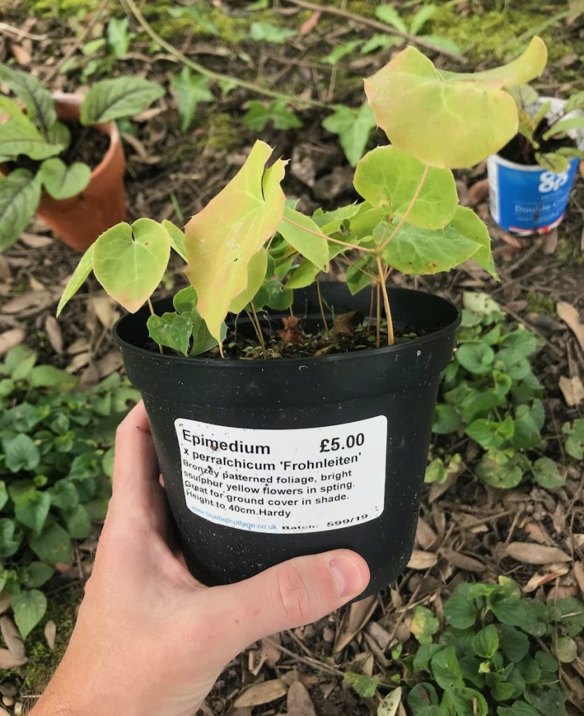 Epimedium in a plant pot