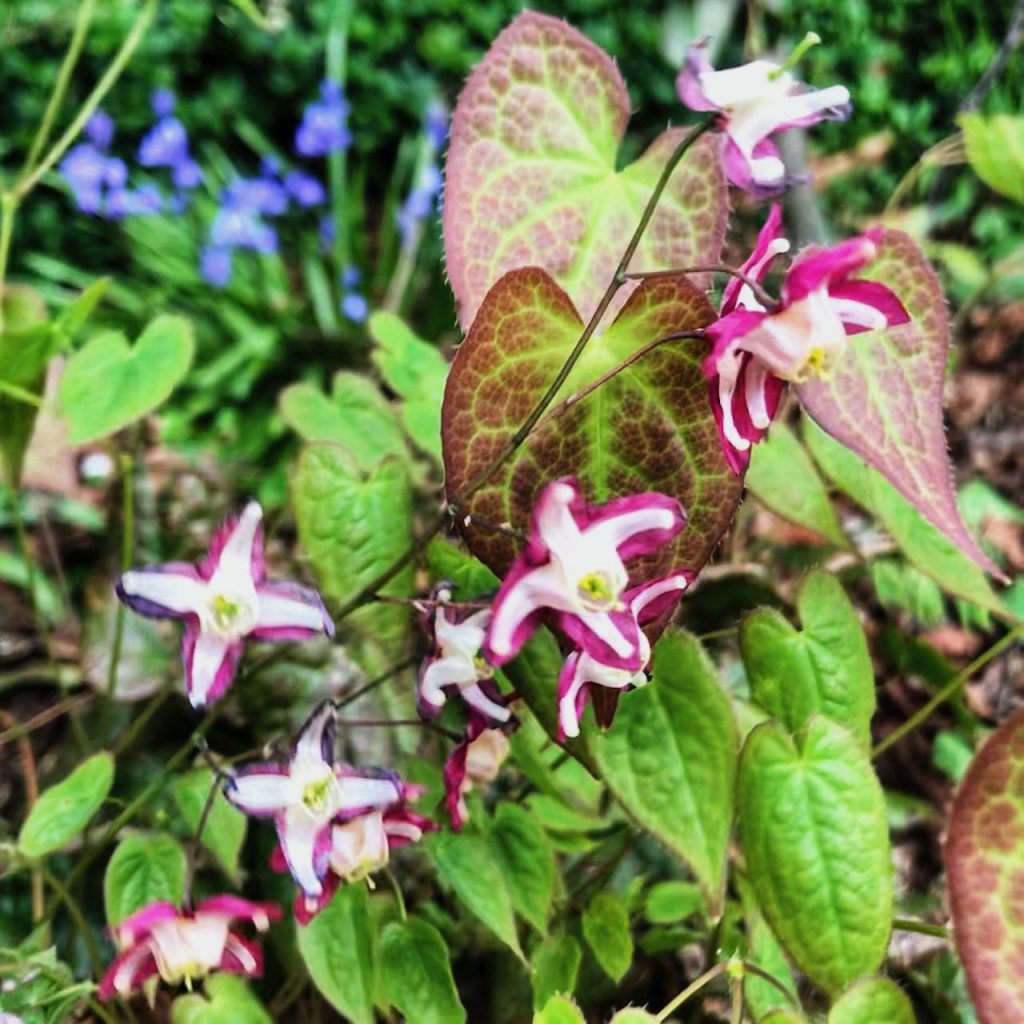 Epimedium purple pixie in spring