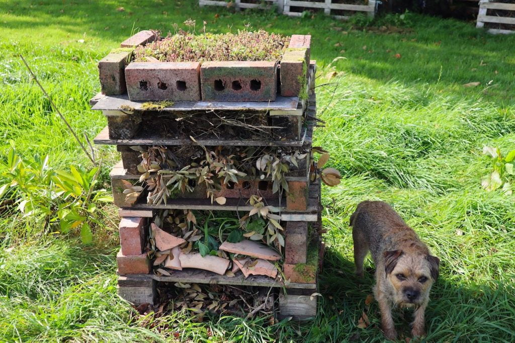 Garden ninja dog barry with his bug hotel