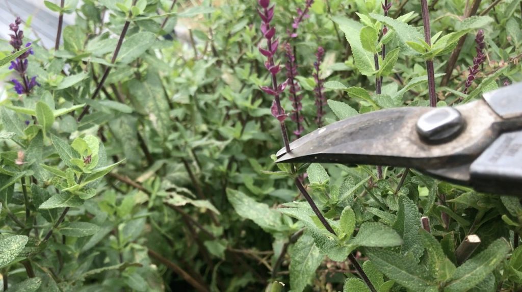 Deadheading flowers