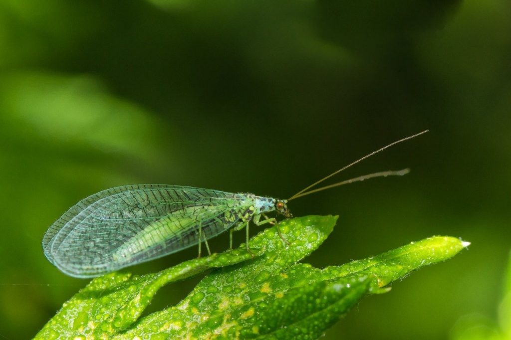 Lacewing bug hotel information