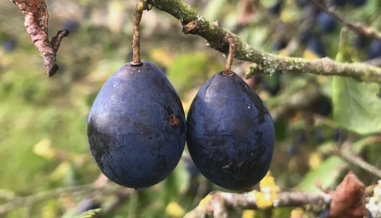 Two damsons hanging off a fruit tree