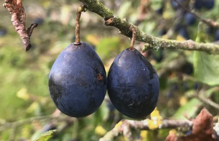 Two damsons hanging off a fruit tree