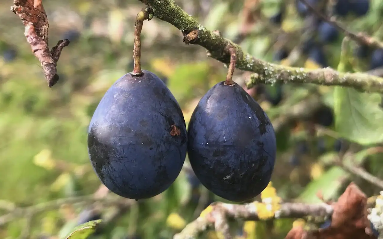Ripe Damsons hanging on a Damson tree in September
