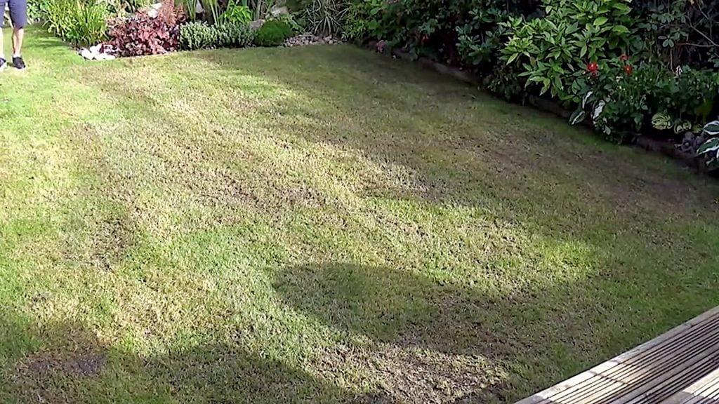 A scarified lawn